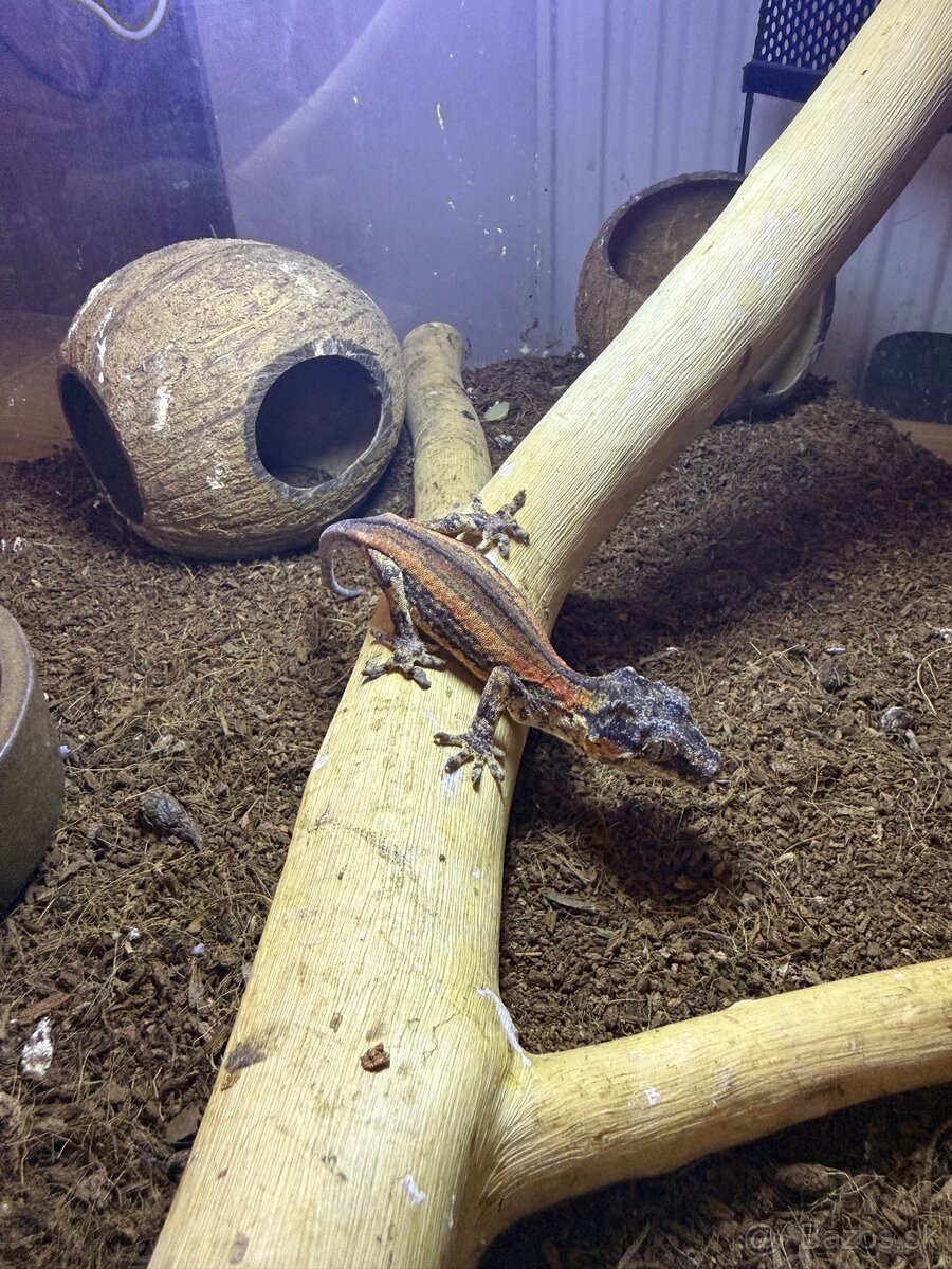 Gekón 2x + terarium - 6