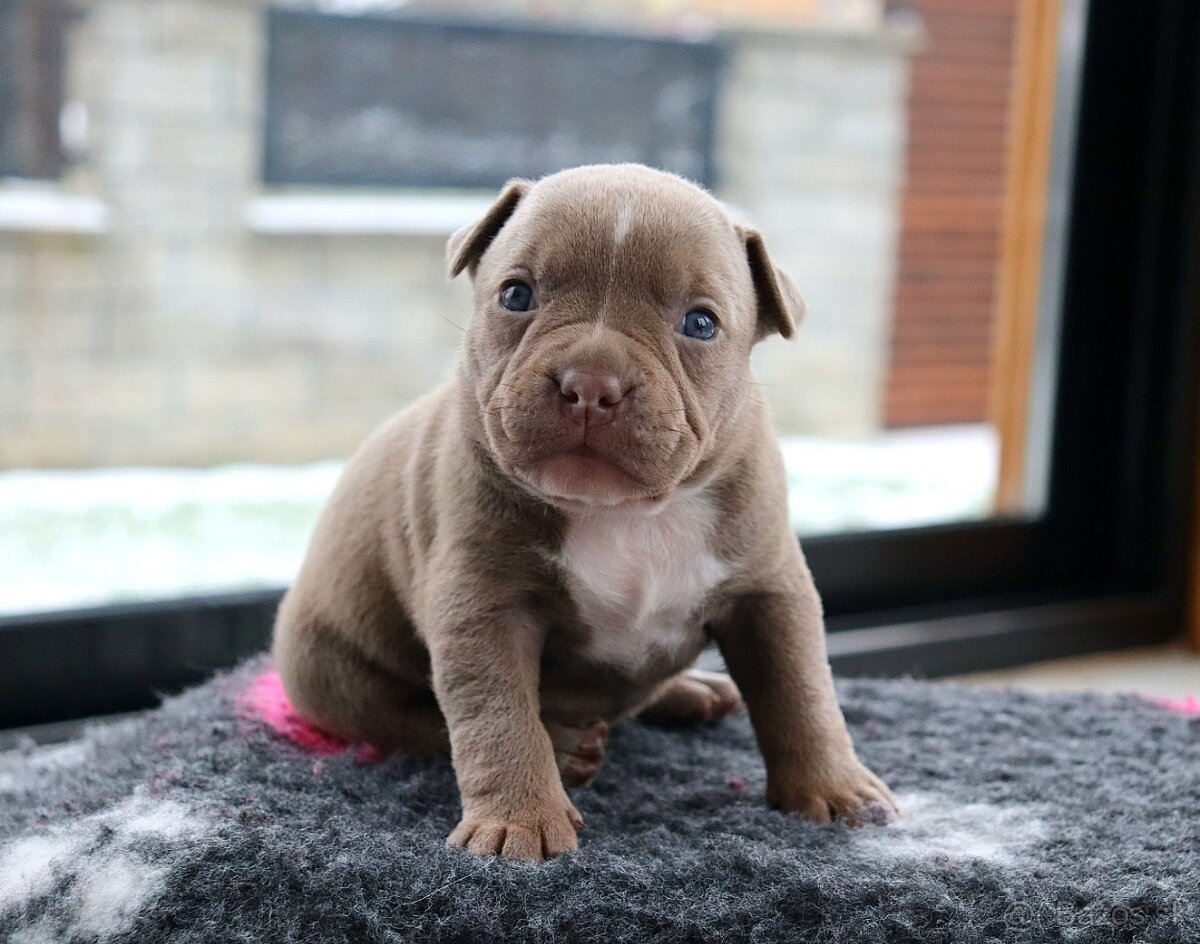 American bully - 6
