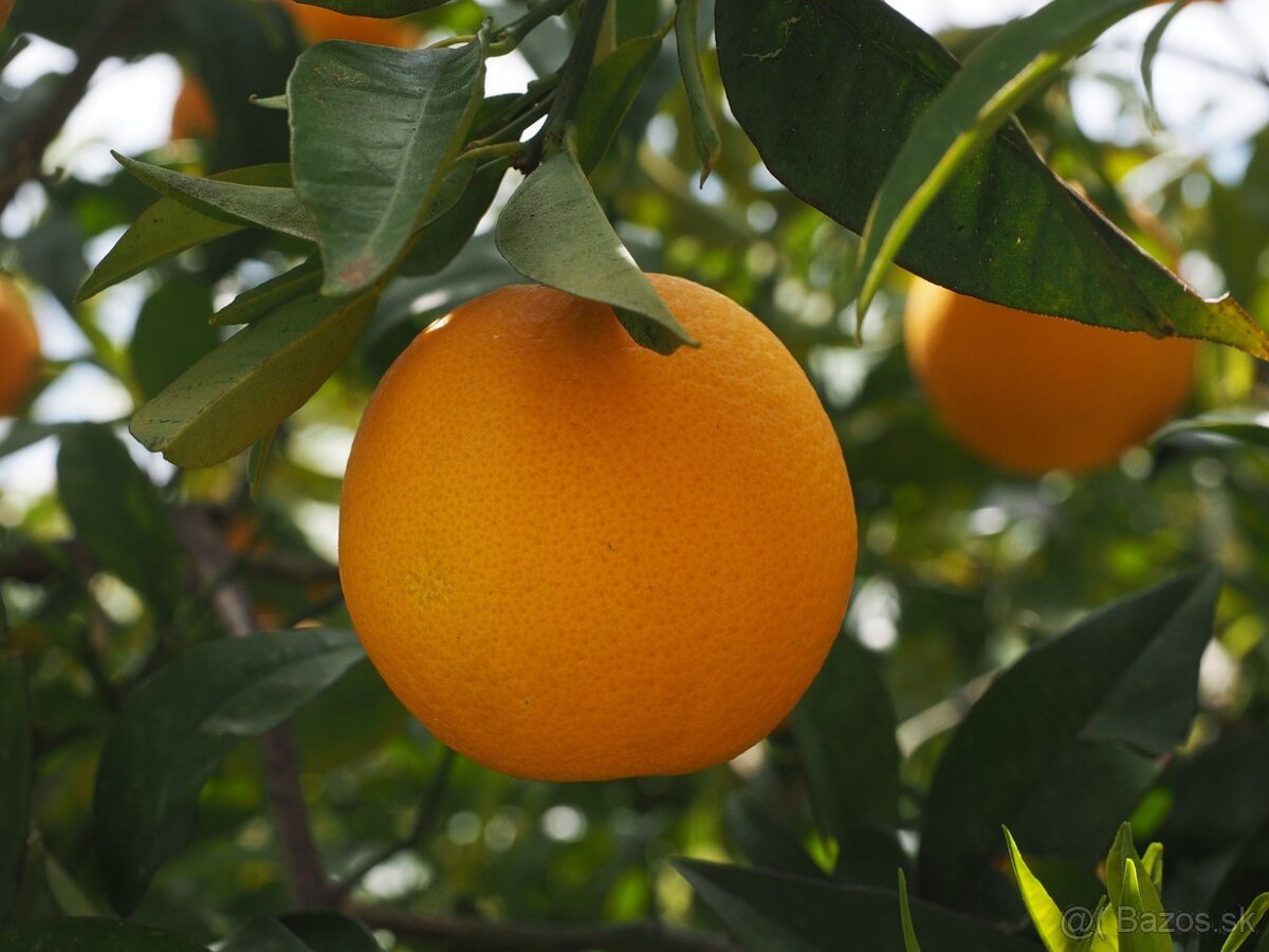Pomarančovník vanilkový-Arancio Vaniglia - 6