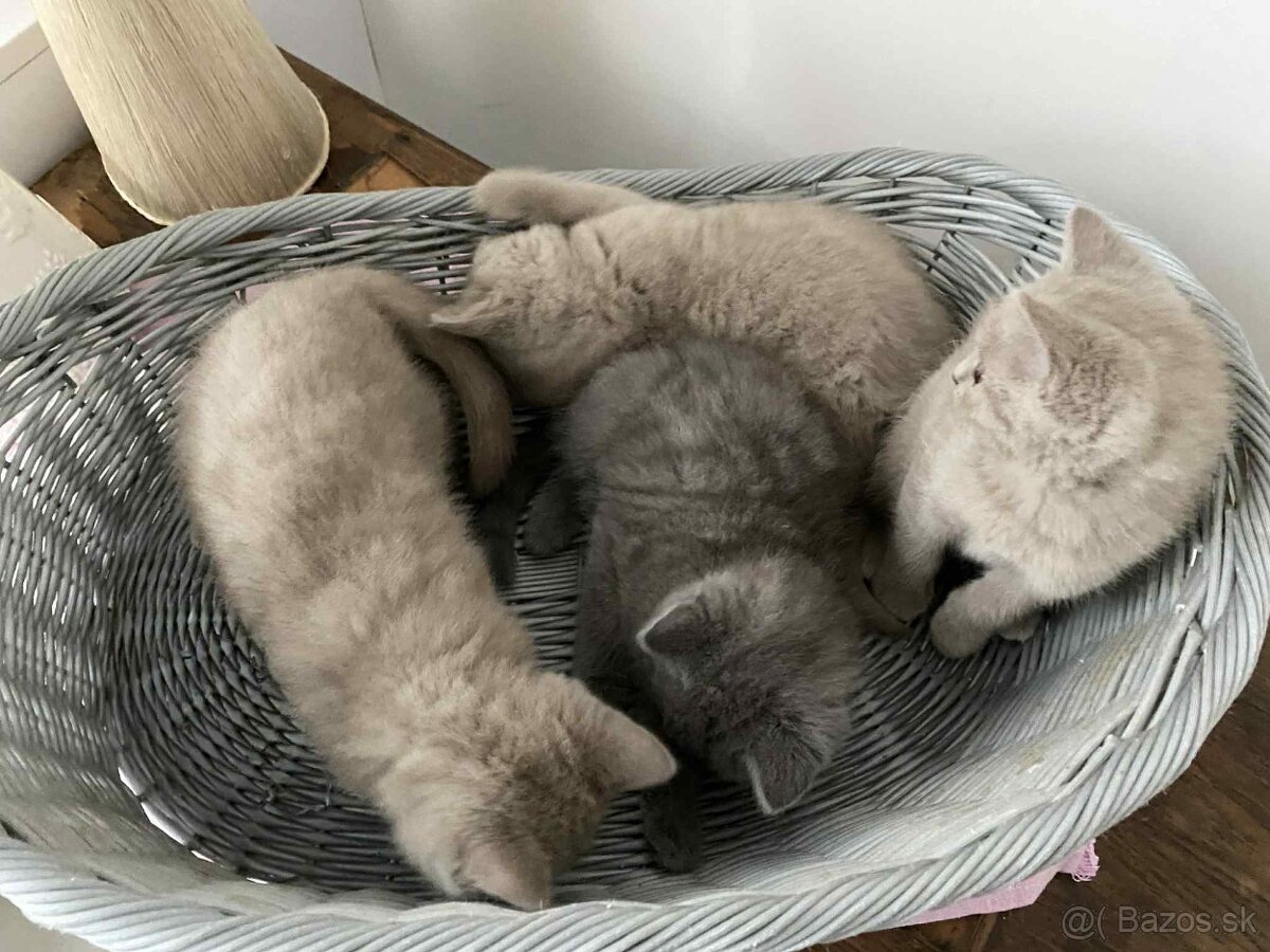 Britské modré mačiatka - 6