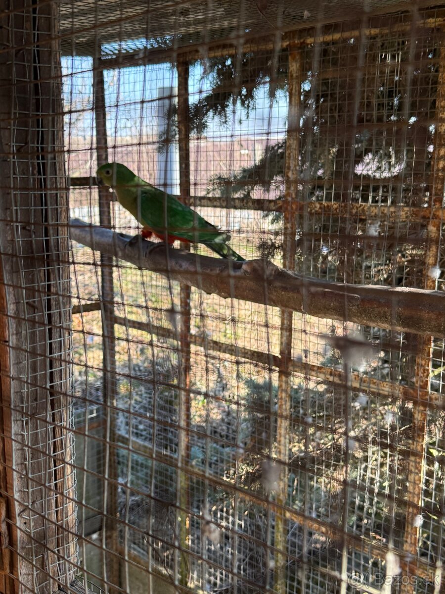 Penanty a papagáj kráľovský - 6