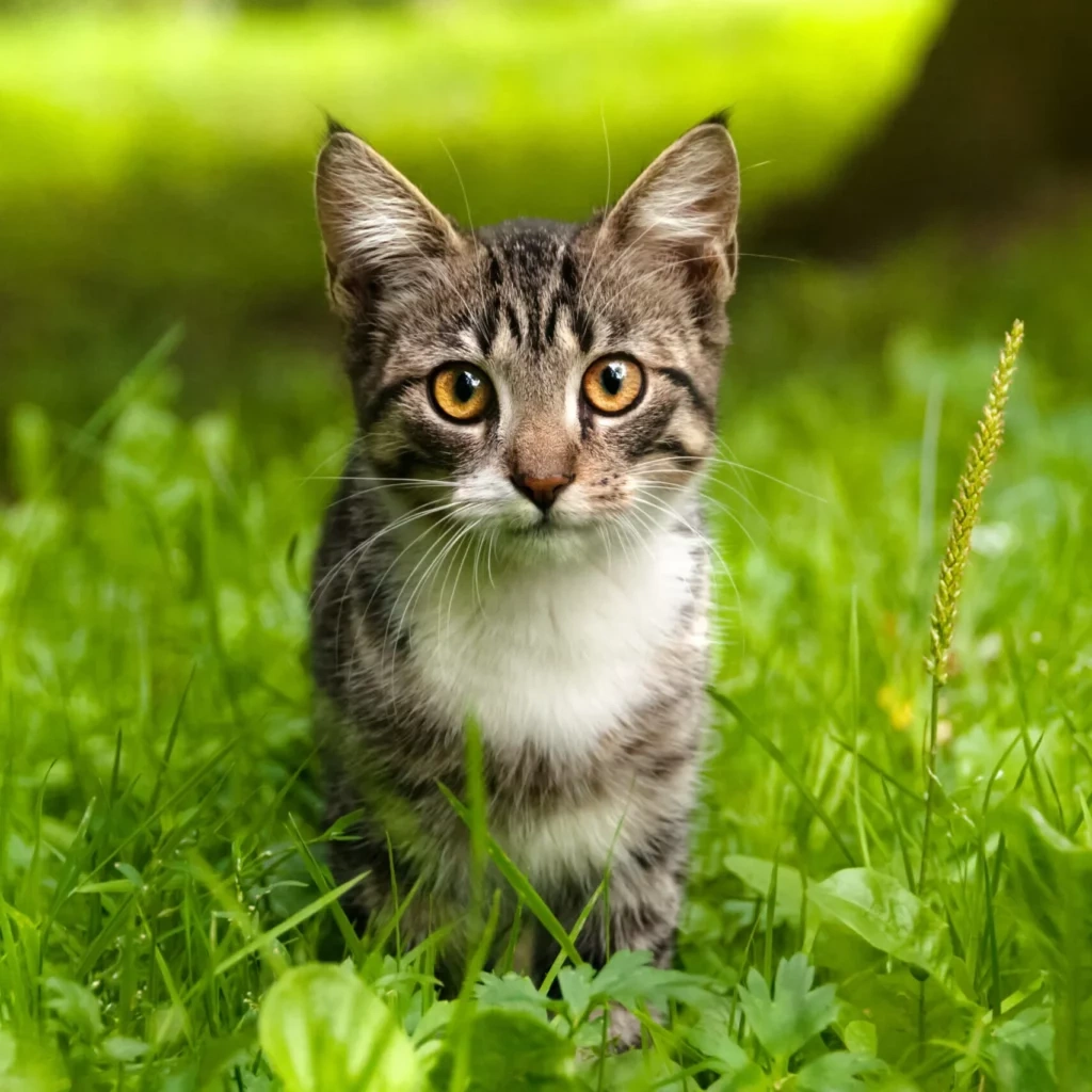 Venčenie domácich miláčikov - 6