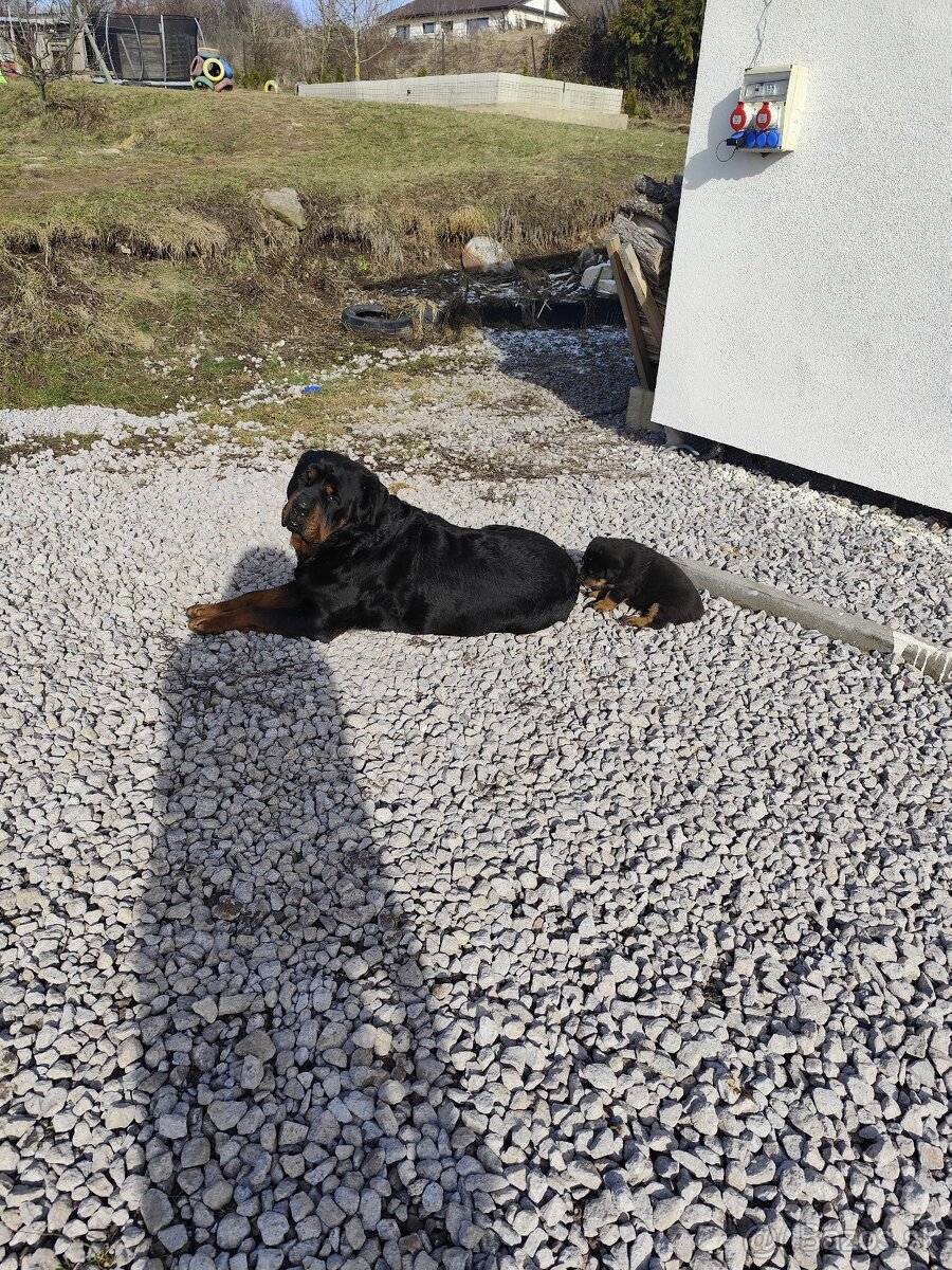 Predám rotvajlera - 6