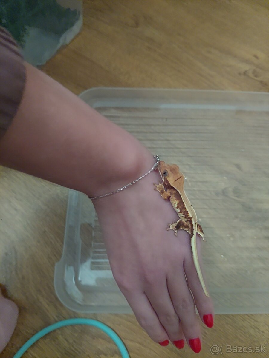 Pagekón riasnatý - 6