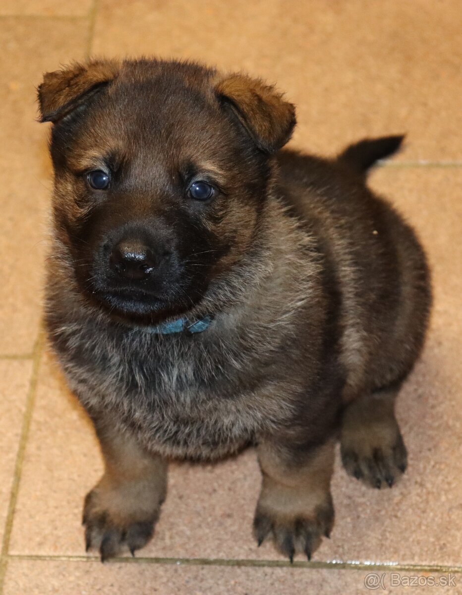 Německý ovčák s PP - 6