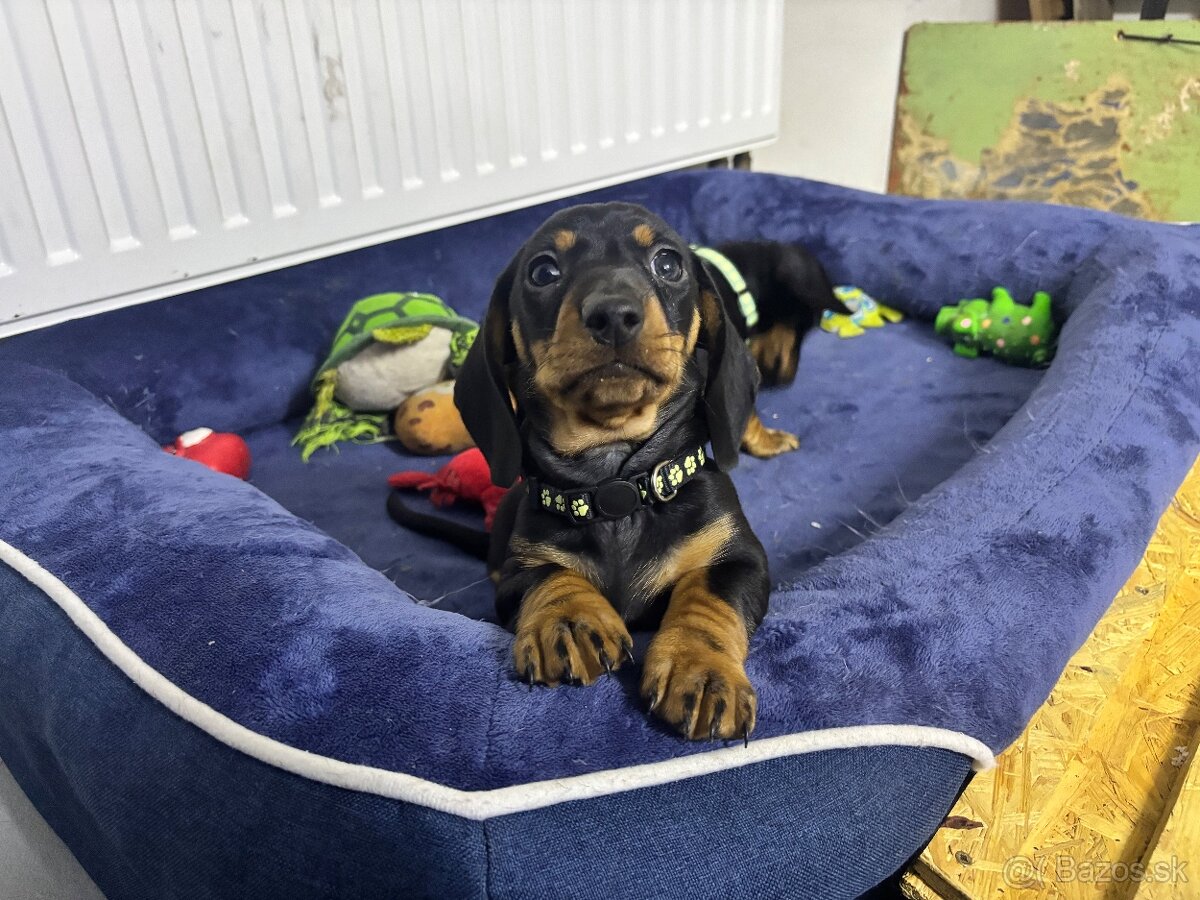 Jazvečík kratkosrstý - 6