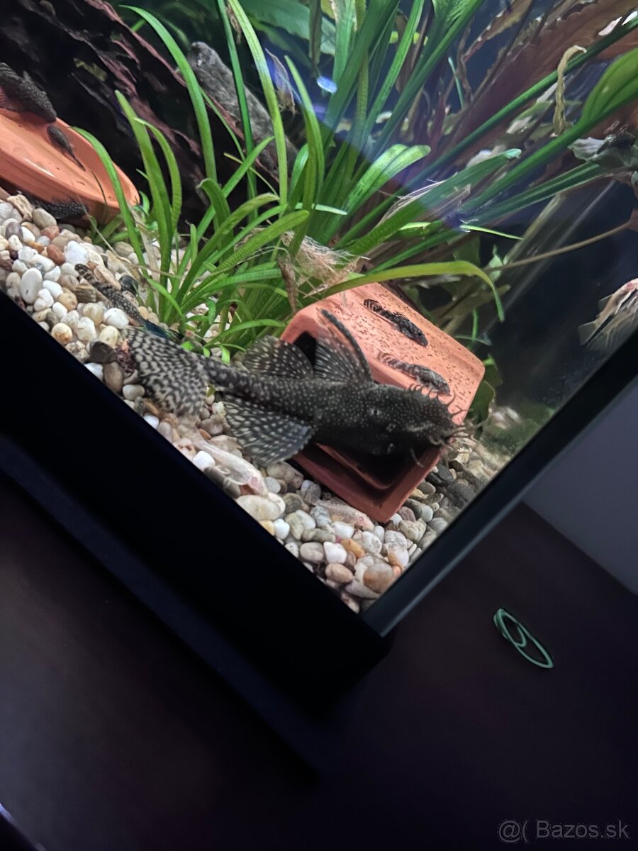 Predám Ancistrus sp. (Prísavník obyčajný) - 6