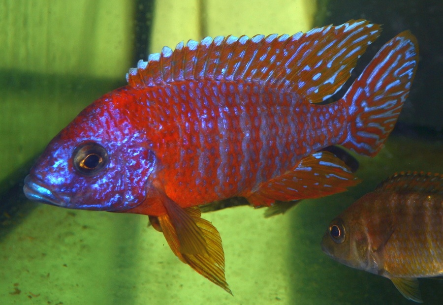 AFRICKÉ CICHLIDY dovoz 9.11 RK-BB - 6