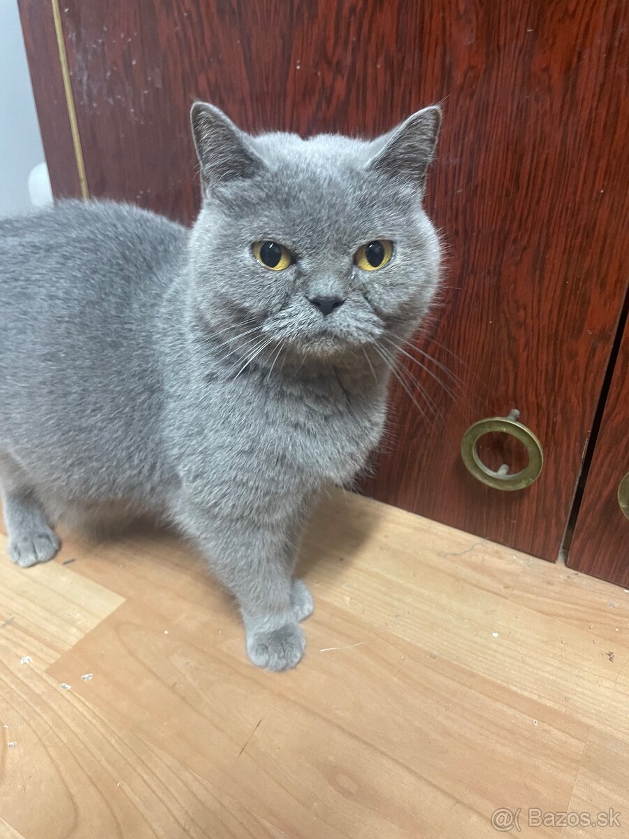 Britské mačiatka - 6