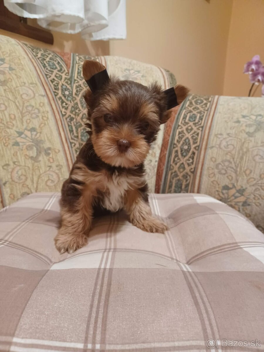 Yorkshire terrier - 6