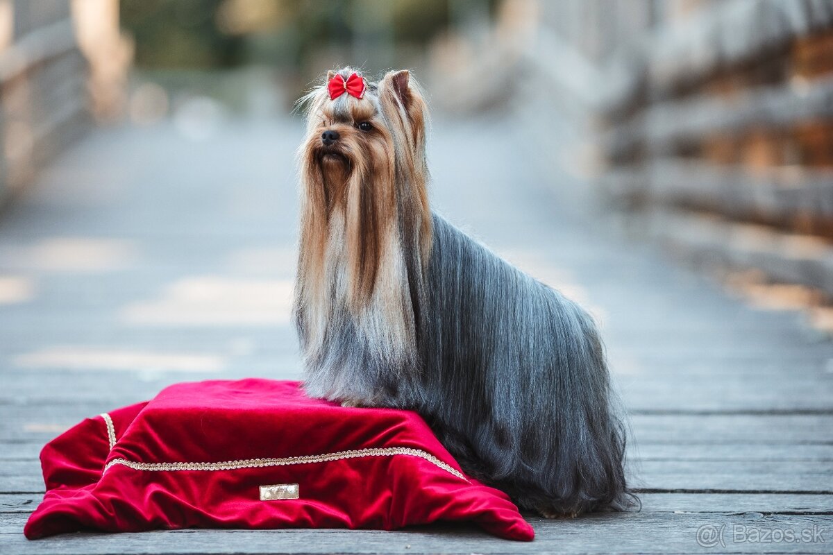 Yorkshire terier - 6