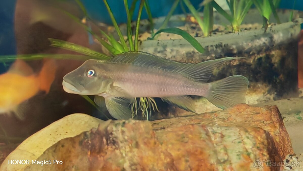 Africké riečne cichlidy - 6