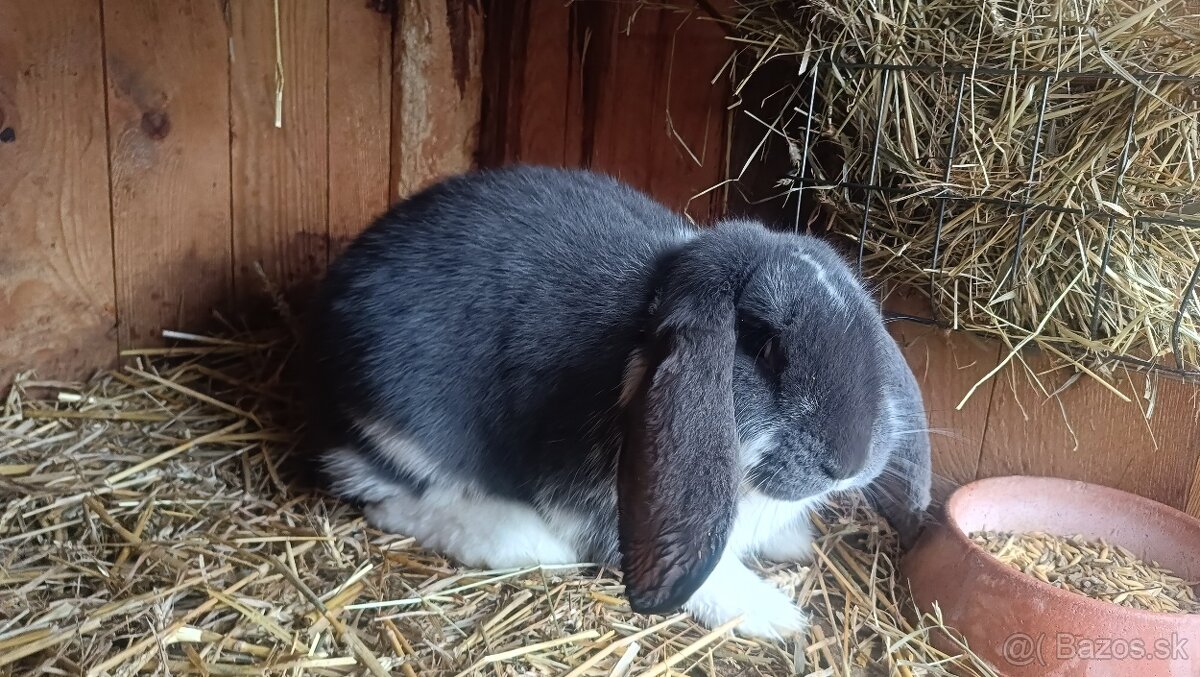 Francúzsky baran - 6