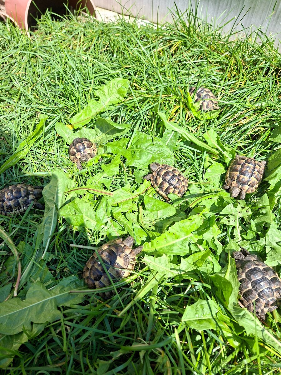 Suchozemská korytnačka - 6