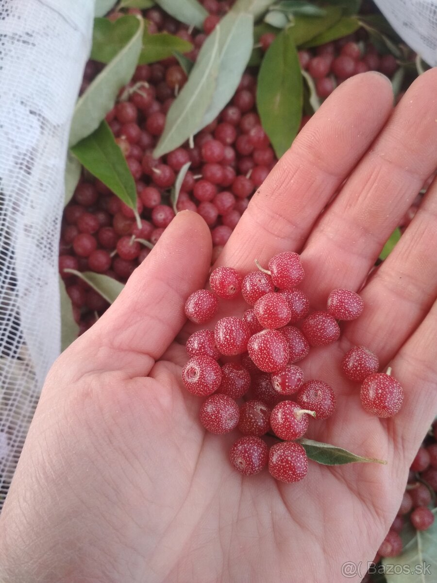 Hlošina okolikatá /Elaeagnus umbellata/ - 6