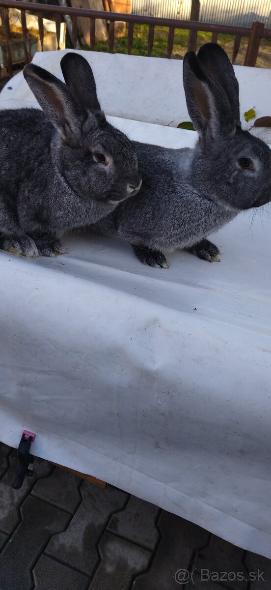 Činčila veľká - 6