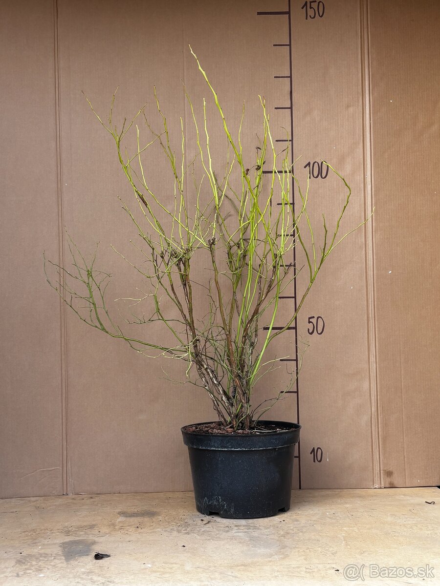 Sadenice čučoriedky kanadské a brusnice - 6