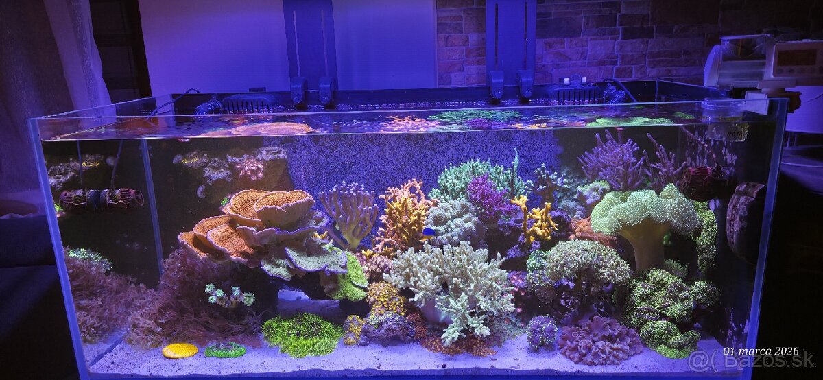 Morske akvarium dohodou - 6