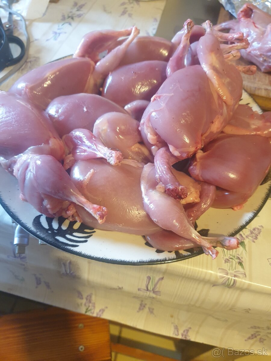 Japonské prepelice faraon NR, NZ, LV - 6