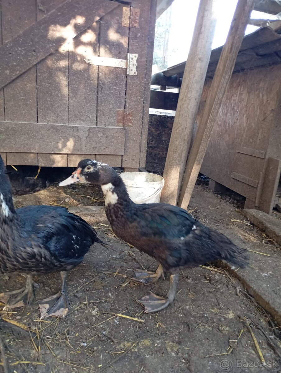 Pižmove kacice a kačery - 6