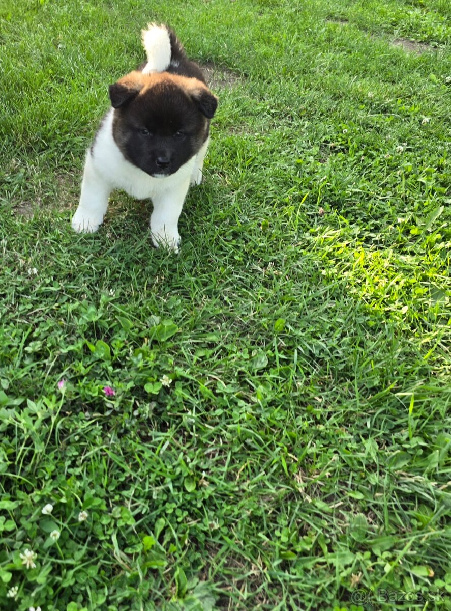 Šteniatka Americká akita - 6