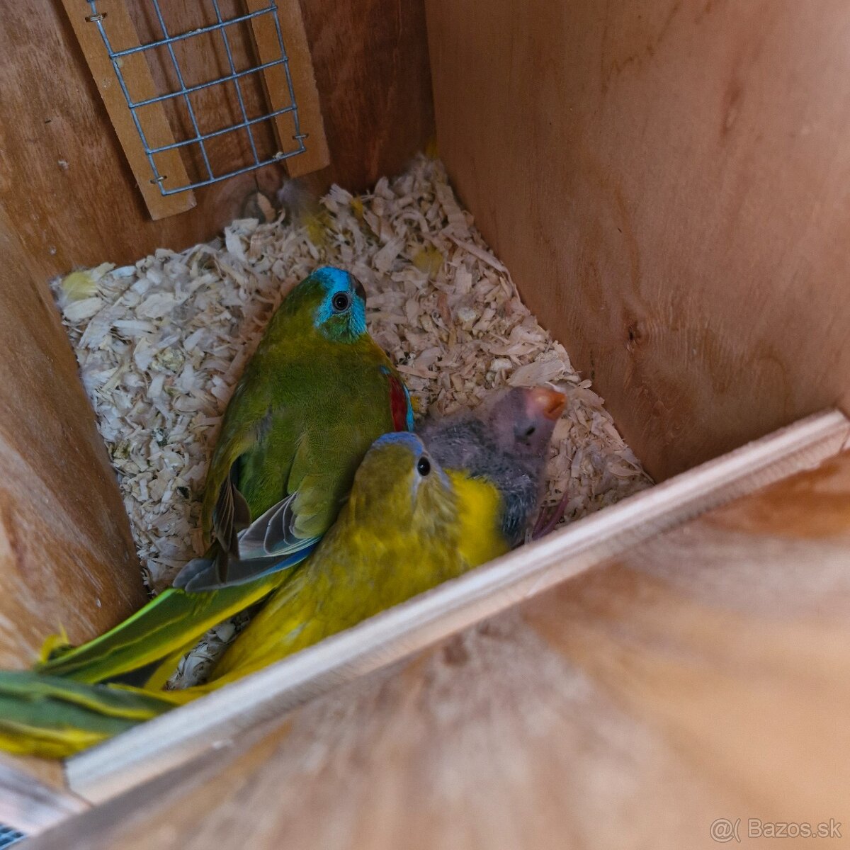 1.1 neofema tyrkysova opalin skorica 1df - 6