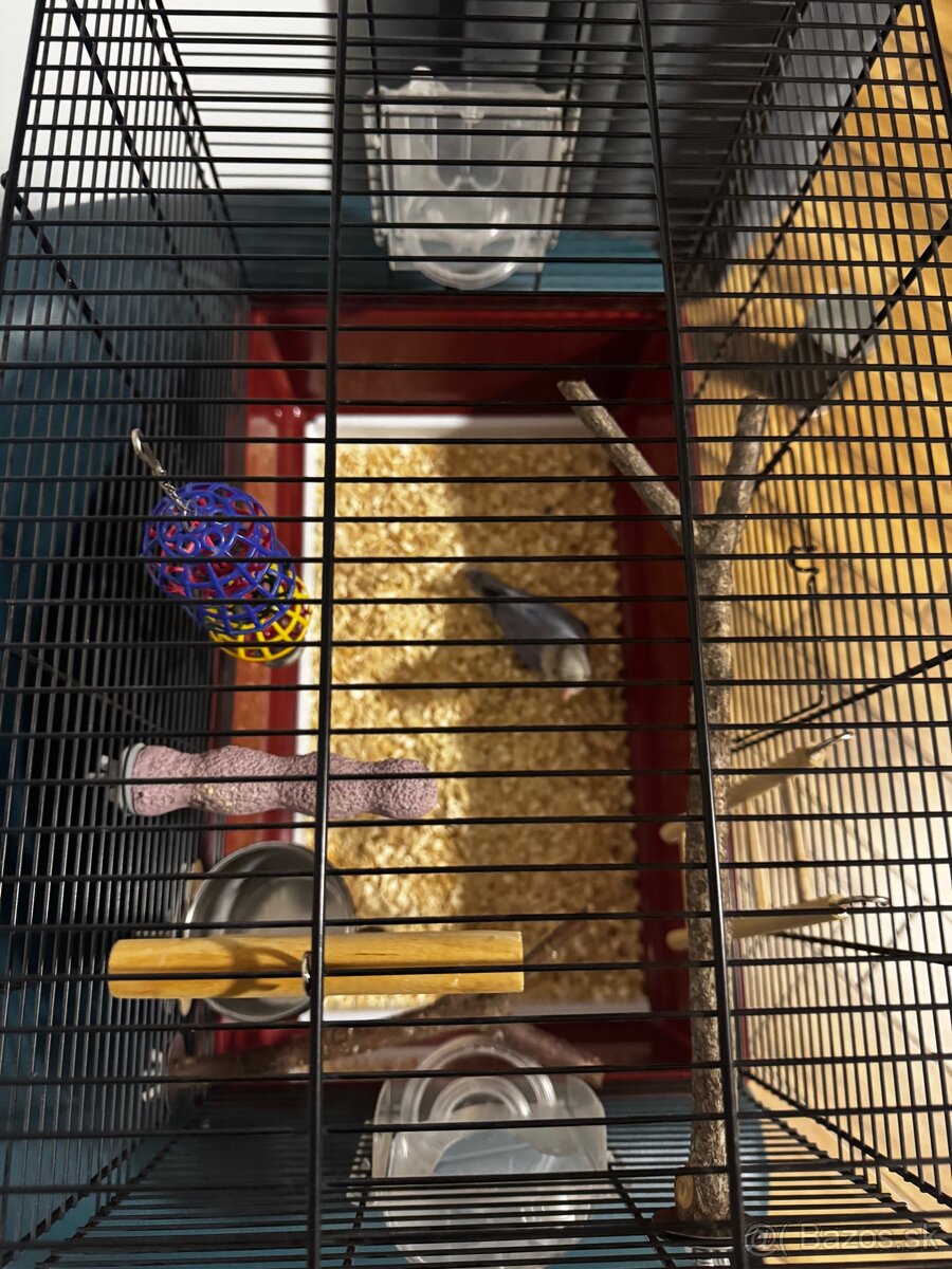 Rucne dokrmena pyrura - 6