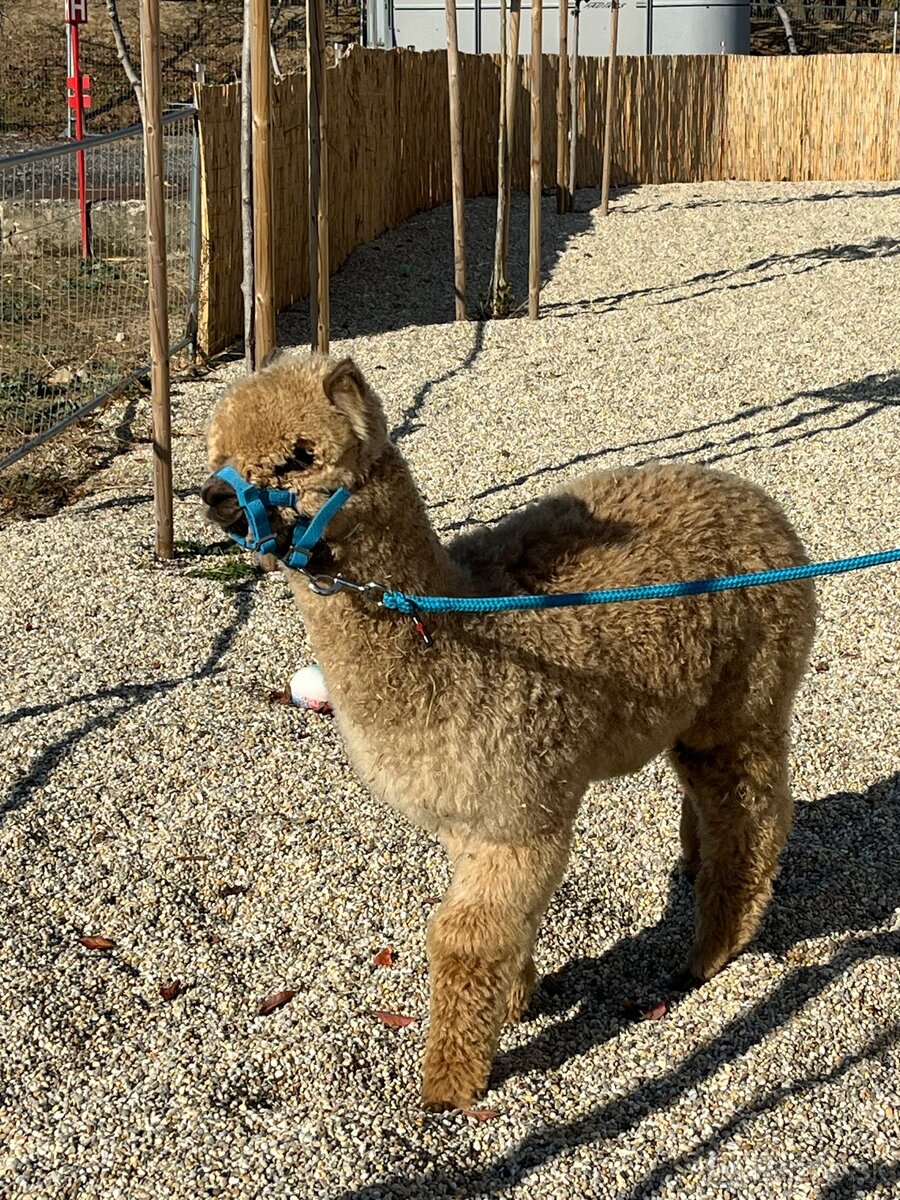Alpaka samček béžový - 6