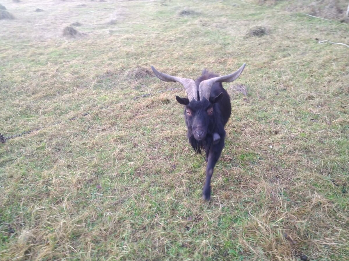 Kozičky na predaj - 6