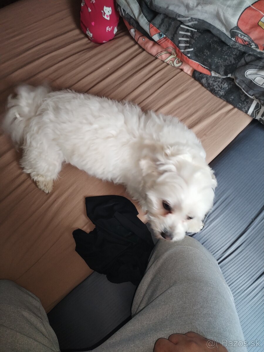 Predám maltezáka - 6