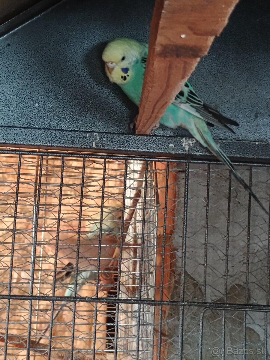 Mladé korely a andulka - 6