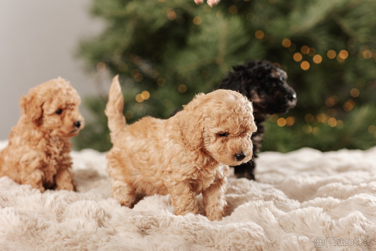 Trpasličí pudel s PP - 6