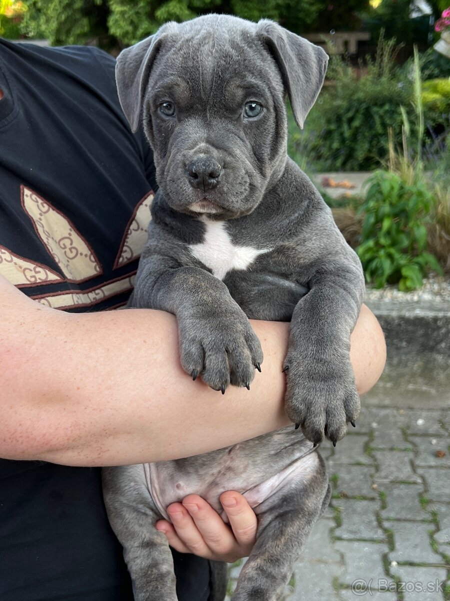 American bully xl s PP - 6