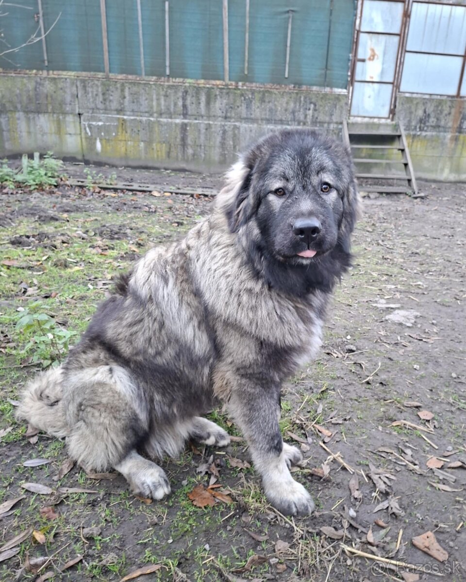 Šteňatá Kaukazský ovčiak - 6