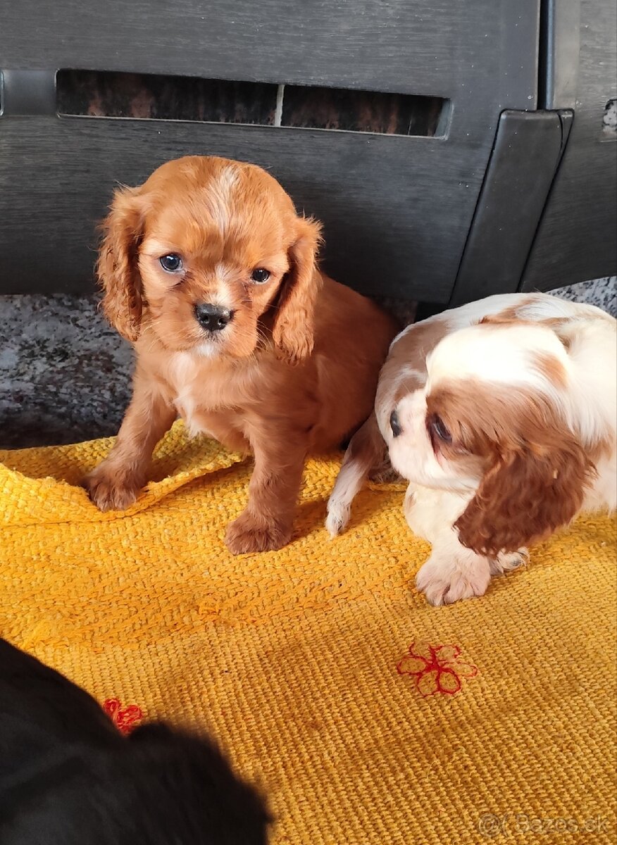 Šteniatka Cavalier king Charles spaniel - 6