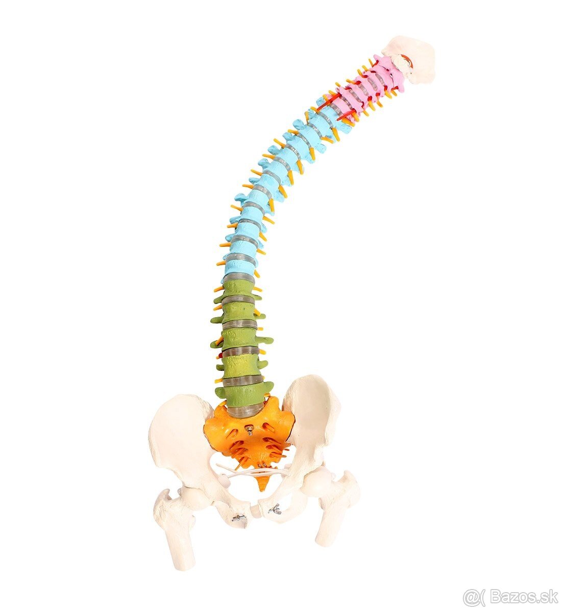 Model chrbtice s panvou Cranstein A-339 - 6