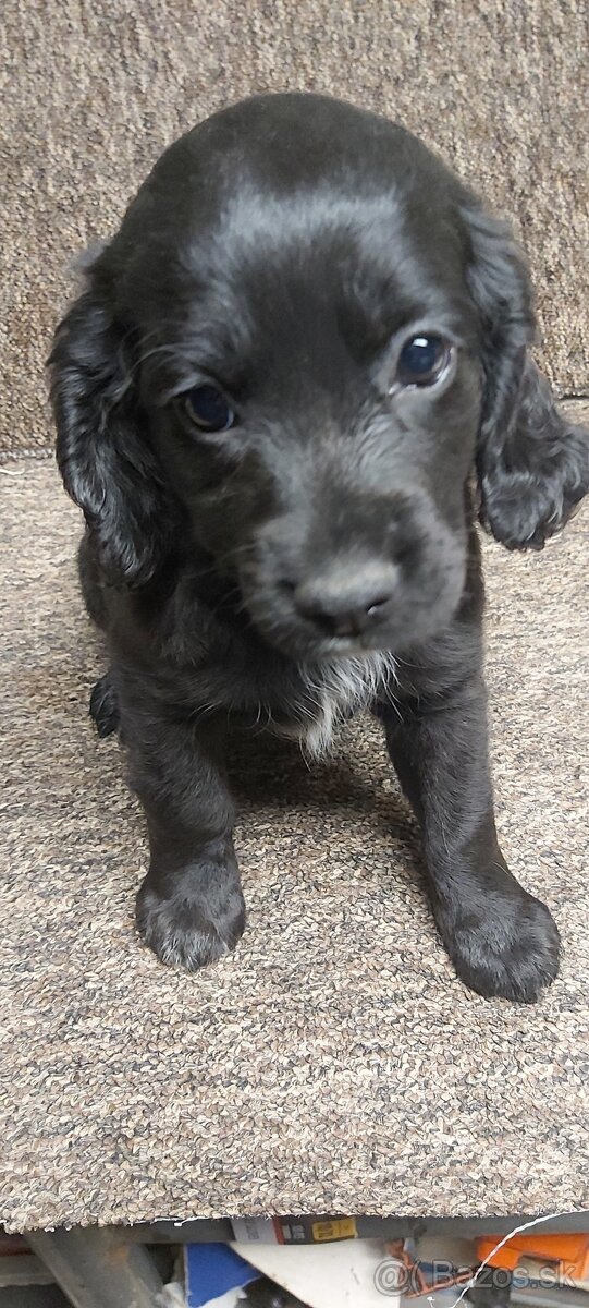 Anglický kokeršpaniel - 6