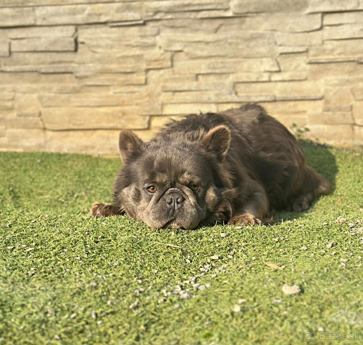 Francúzsky buldoček krytie - 6