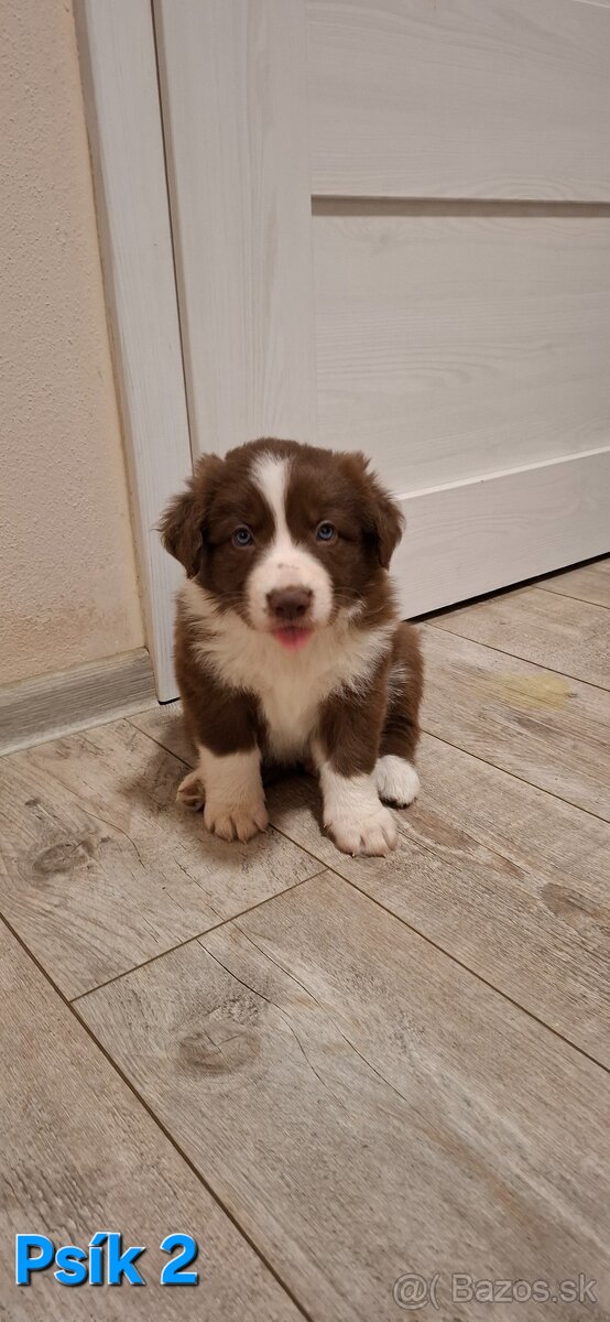 Borderská kólia, Border kólia bez PP - 6