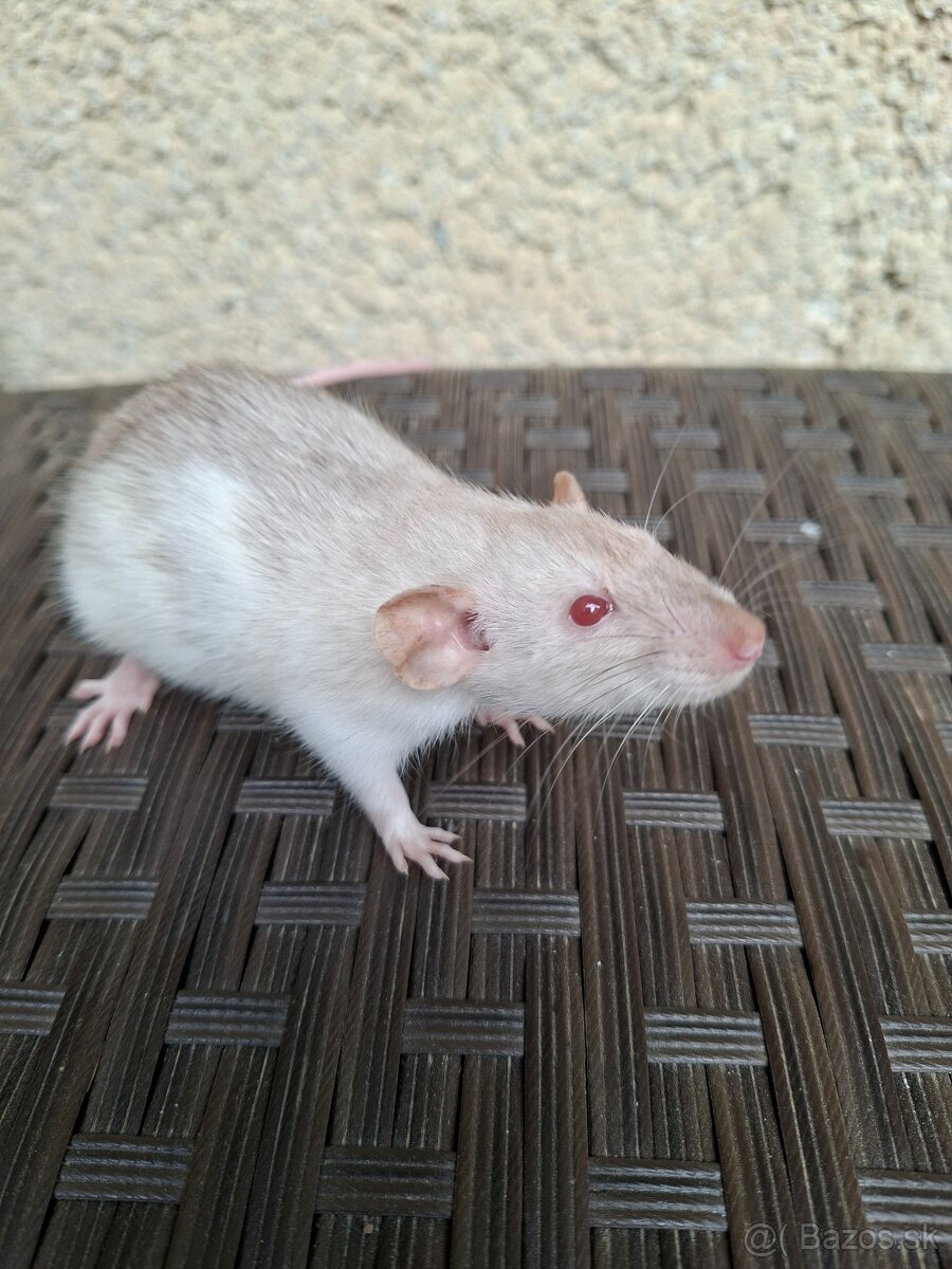 Predám potkanika Dumbo - 6