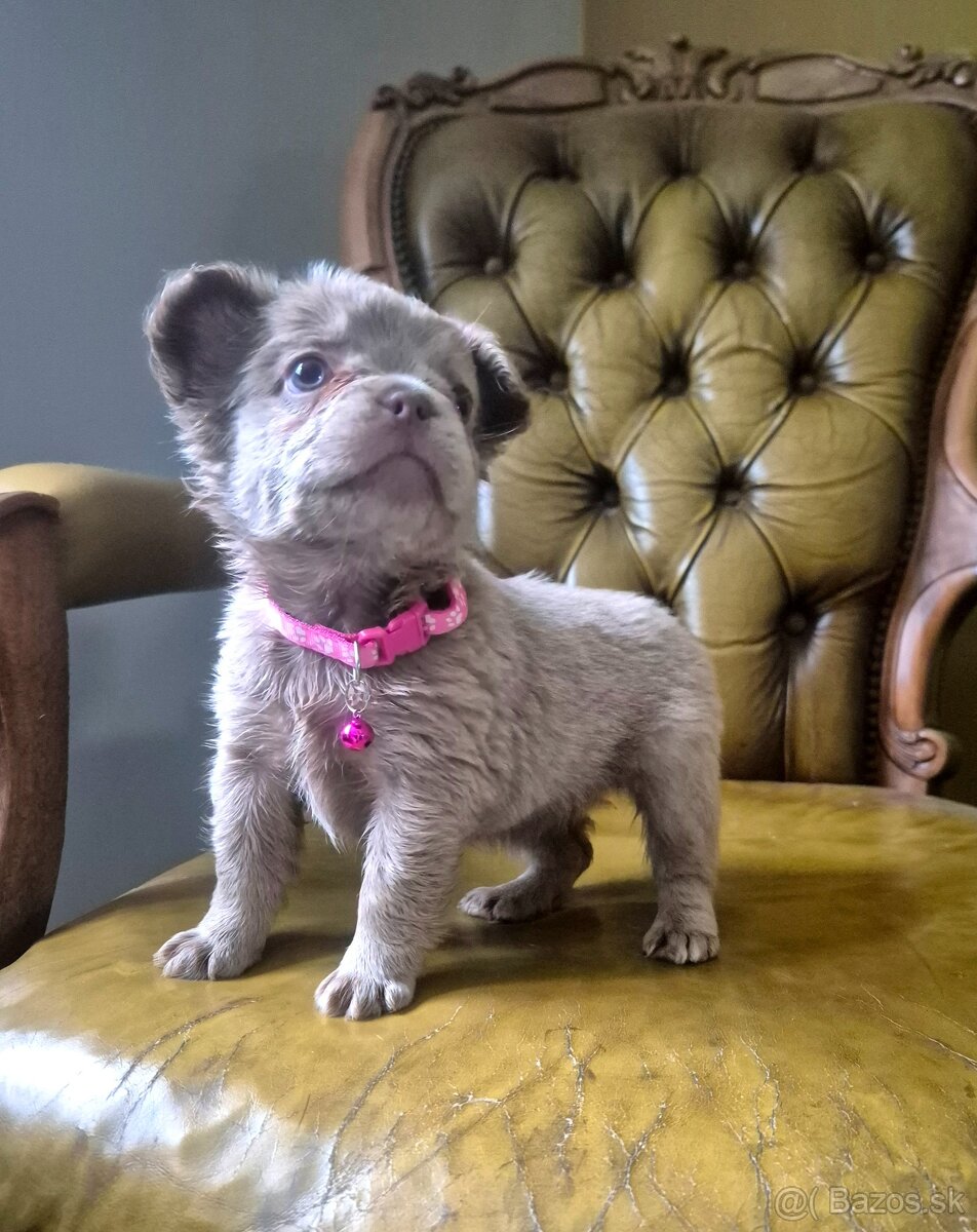 Francúzsky buldoček s PP fluffy - 6