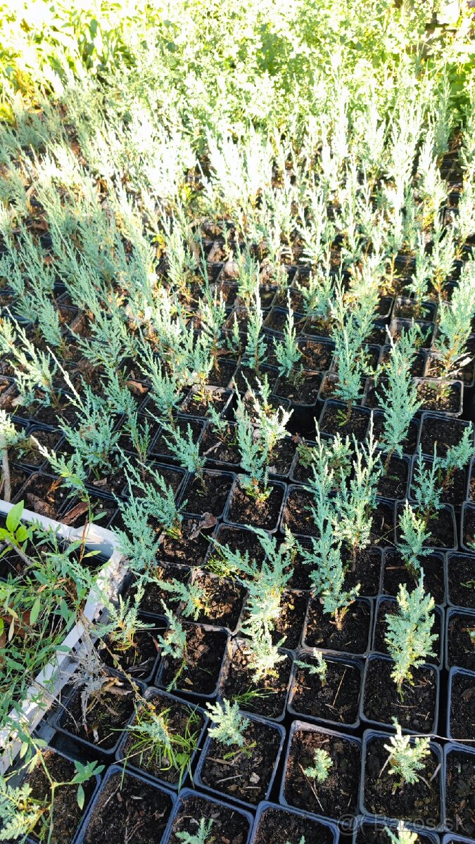 Borievka - juniperus blue arrow - 6