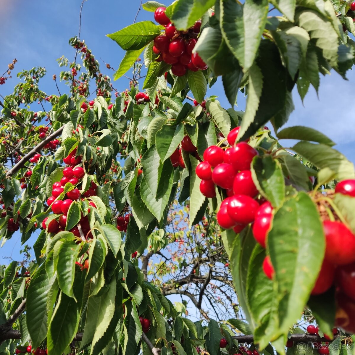 🍒🍒čerešne 🍒🍒 - 6