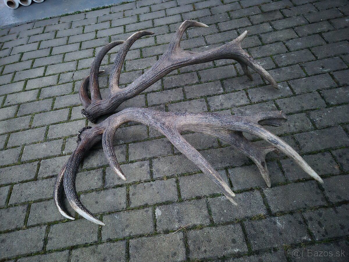 Trofej trofeje paroh parohy parozie zhody - 6