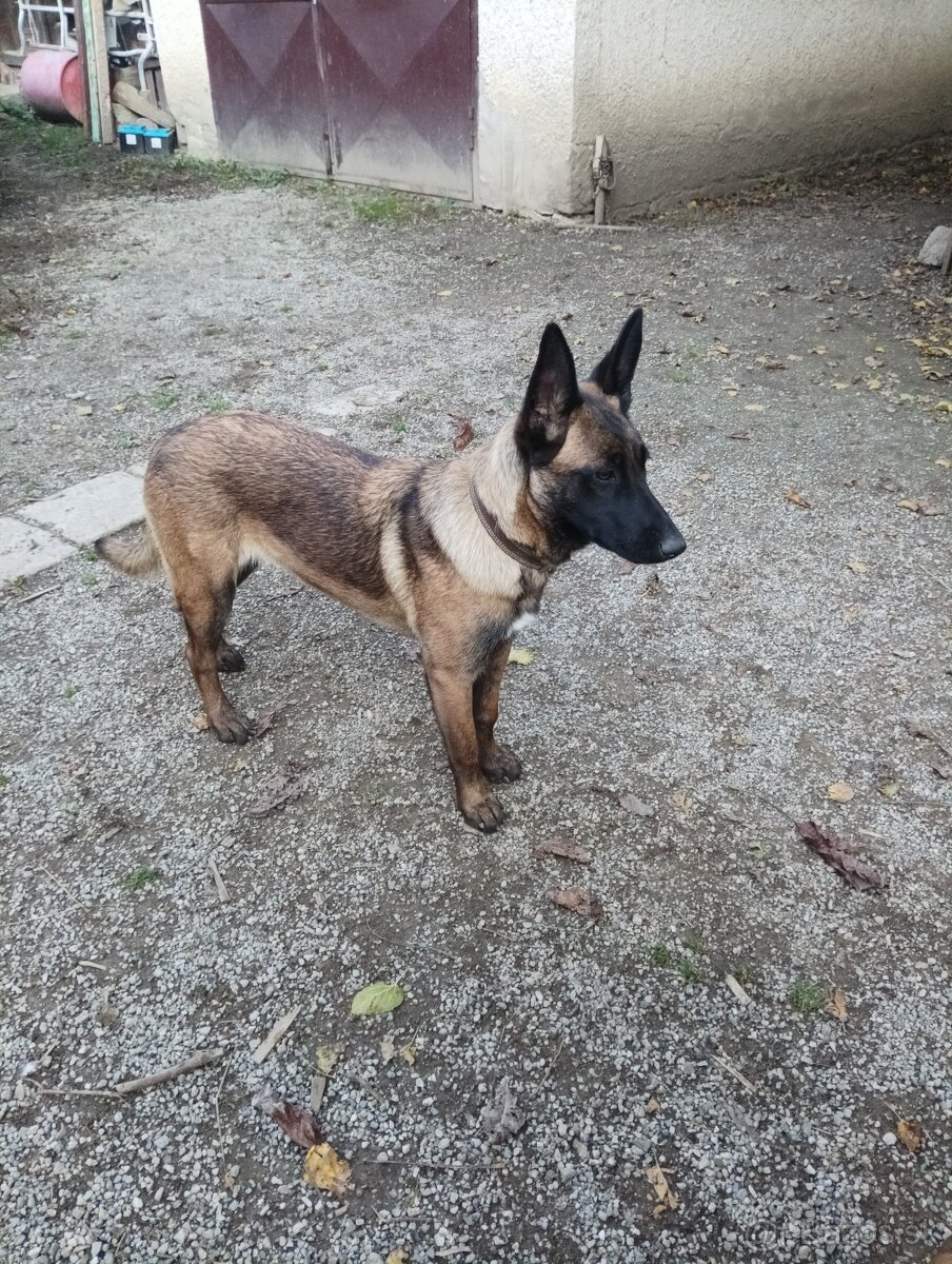 Steniatko nemecký ovčiak - 6