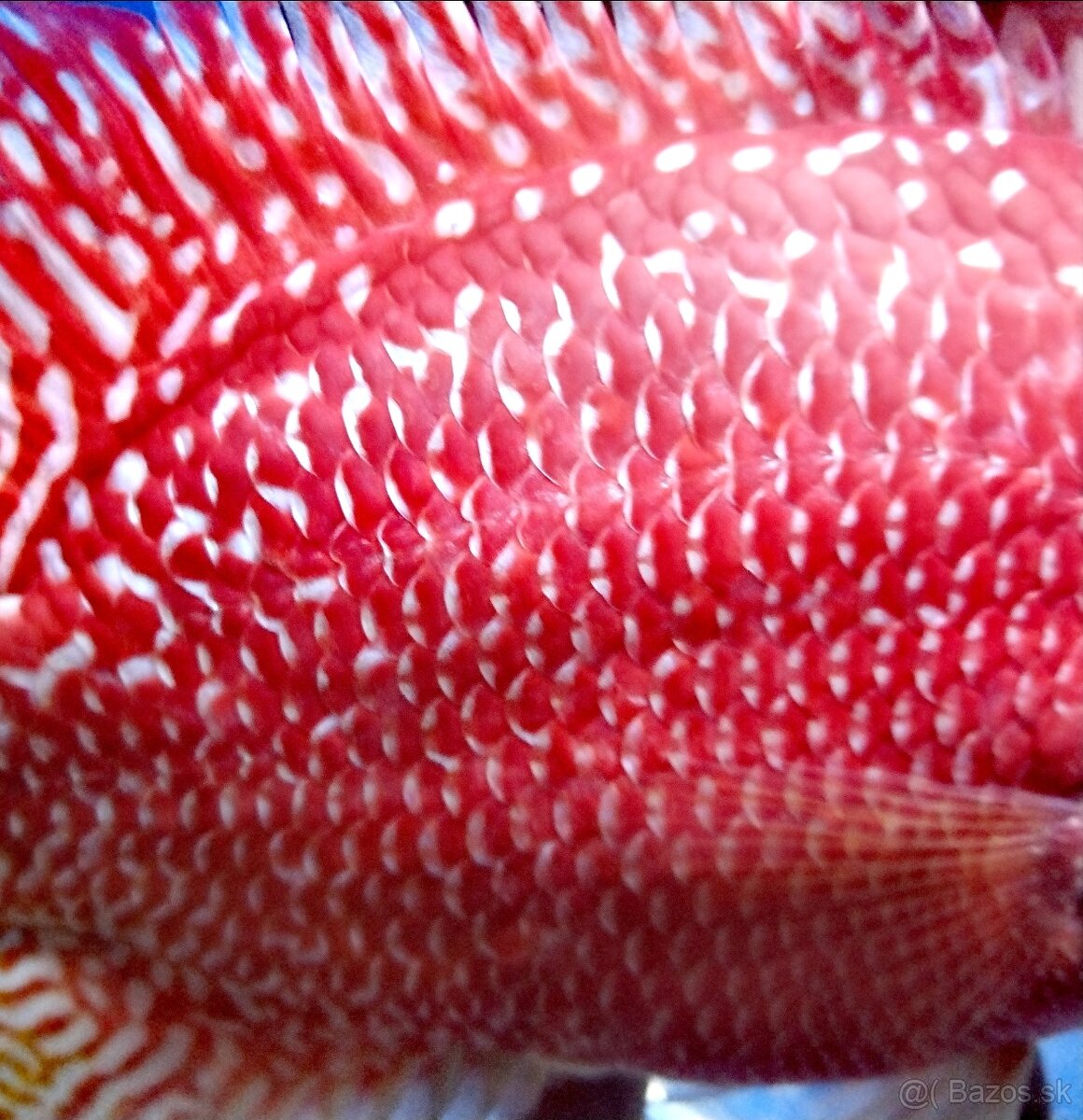Flowerhorn pár - 6