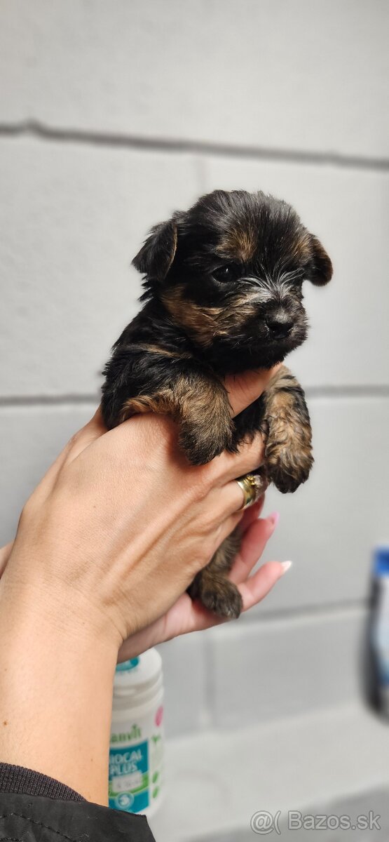 Predám šteniatka Yorkshire teriera - 6