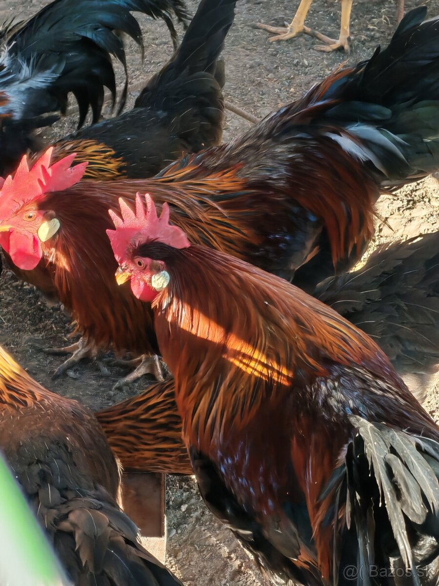 Predám kohútov - 6