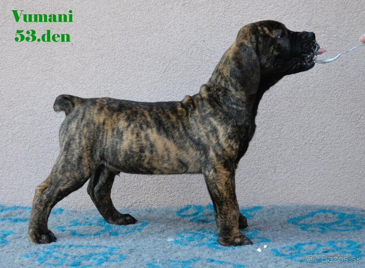 Boerboel štěňata FCI PP - 6