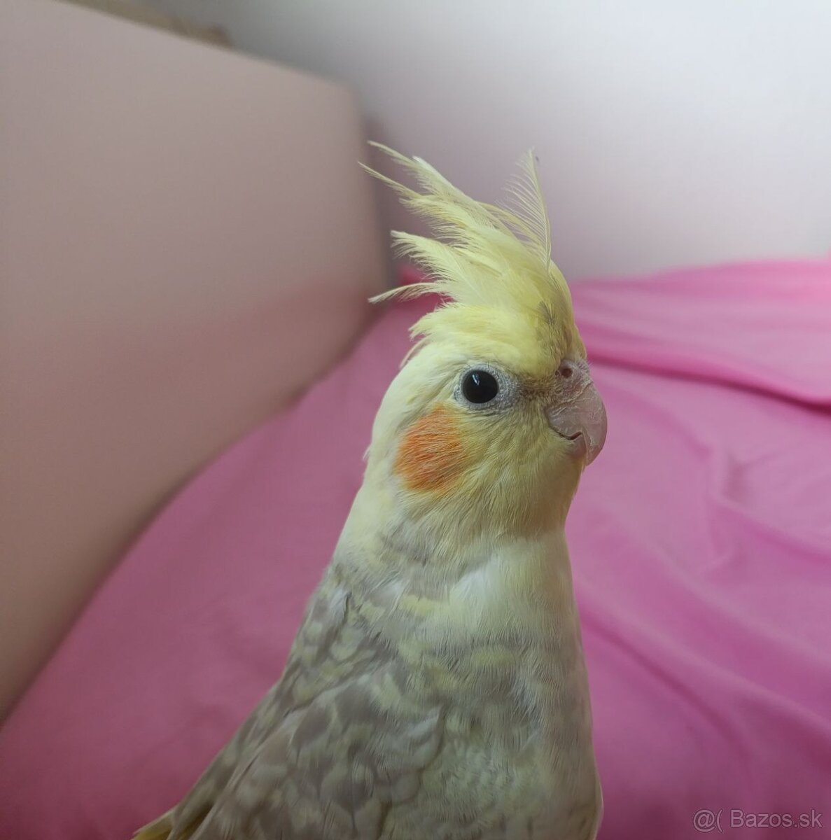 Predám papagáje, samec aj samica - 6